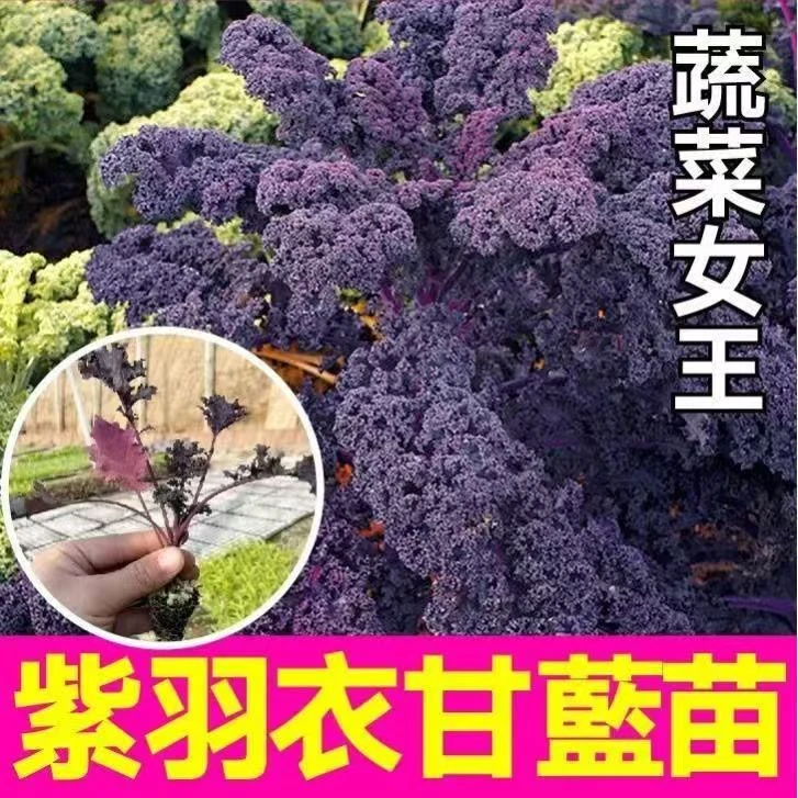 紫绿粉羽叶羽衣甘蓝苗秧四季可种阳台盆栽食用蔬菜苗庭院带土球苗