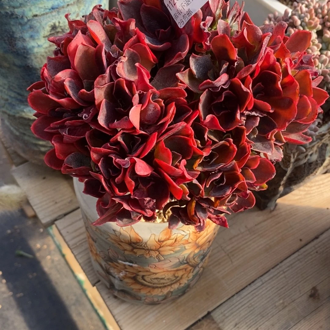 指***官26号多肉大群漂亮