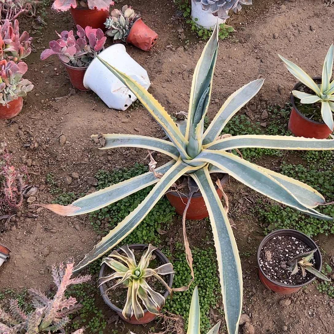 多肉植物金边龙舌兰