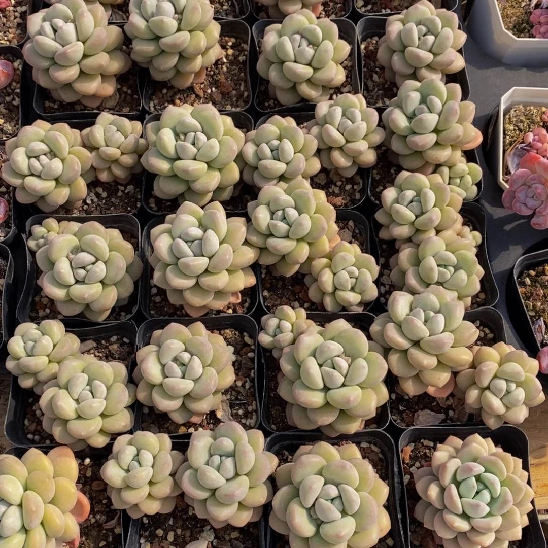 带****来401多人在一起了，我