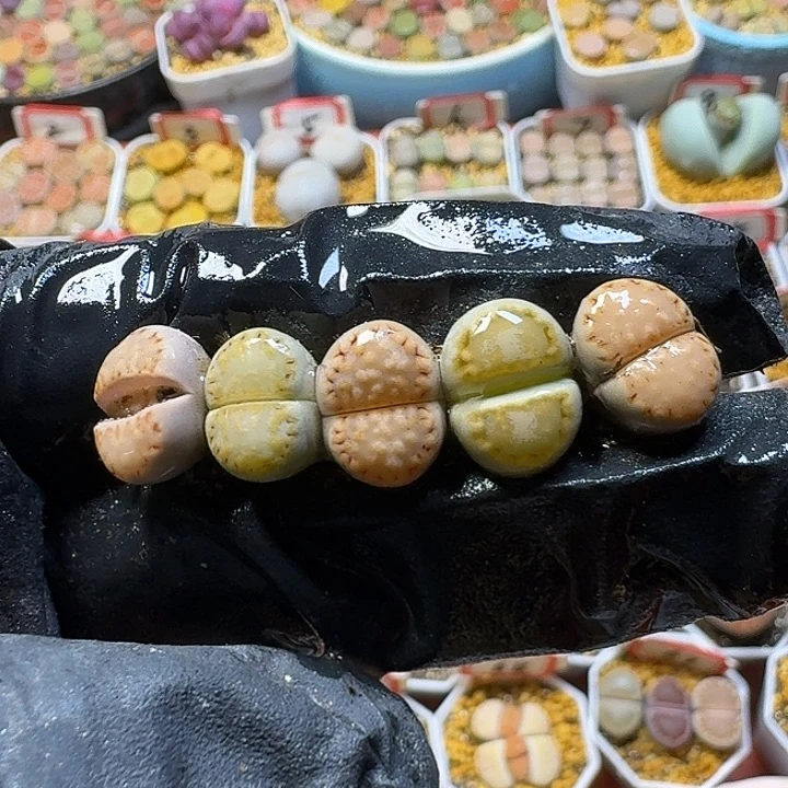 生石花3:：：：。  9号