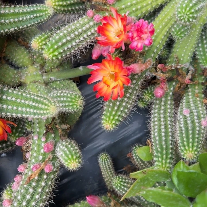 白檀仙人掌613侧芽一个