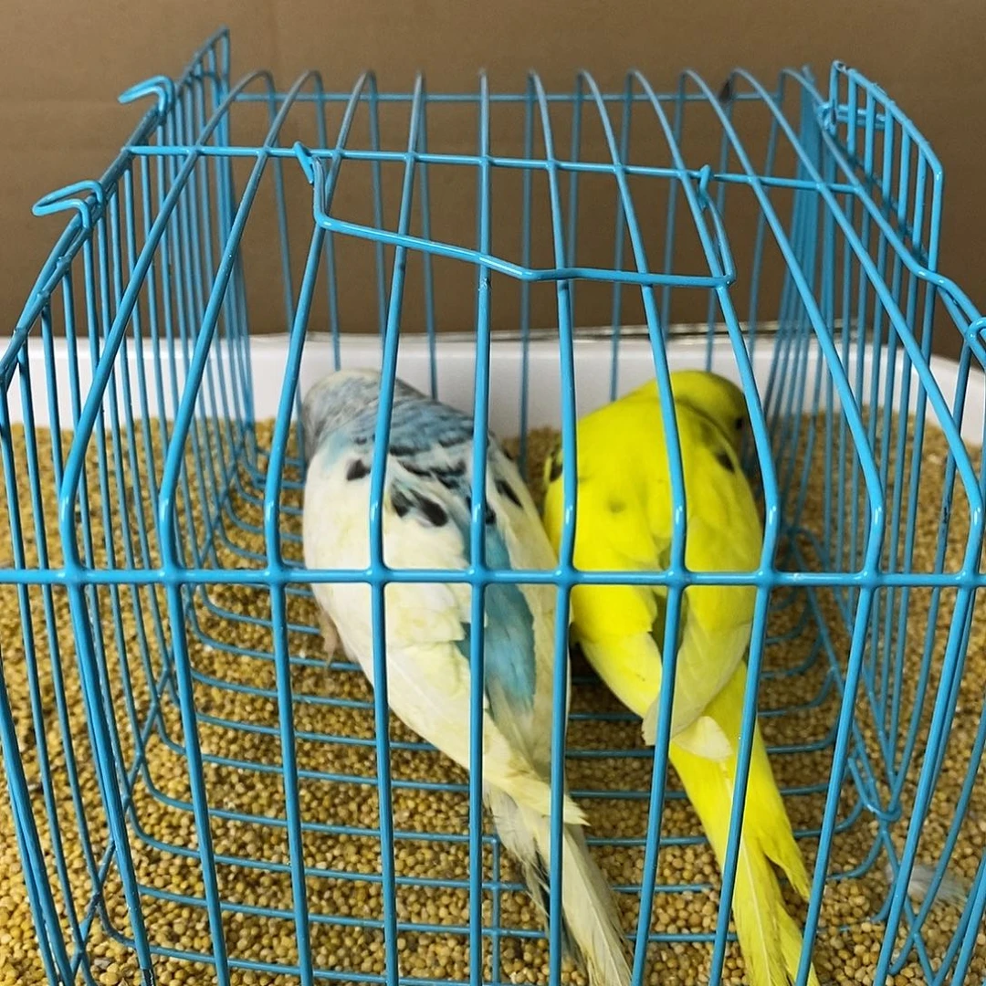 虎皮鹦鹉大头虎皮