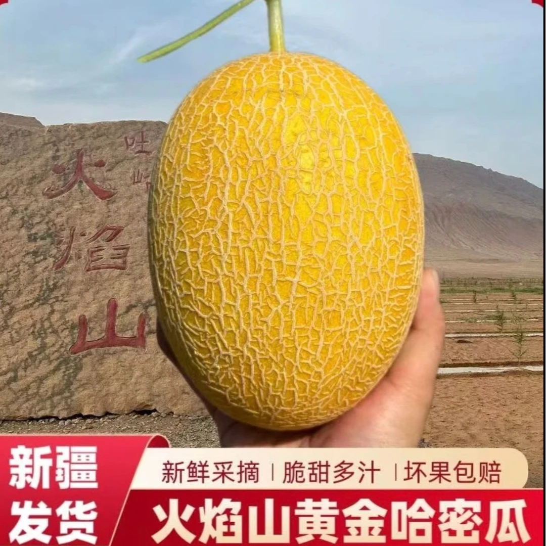 【新疆直发】新疆金色年华哈密瓜A