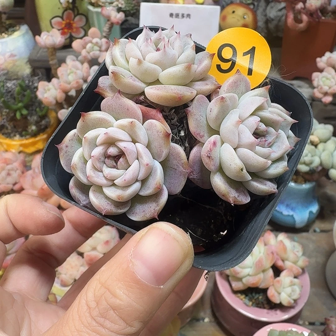 91 脱土 不包整 30元包邮非偏远