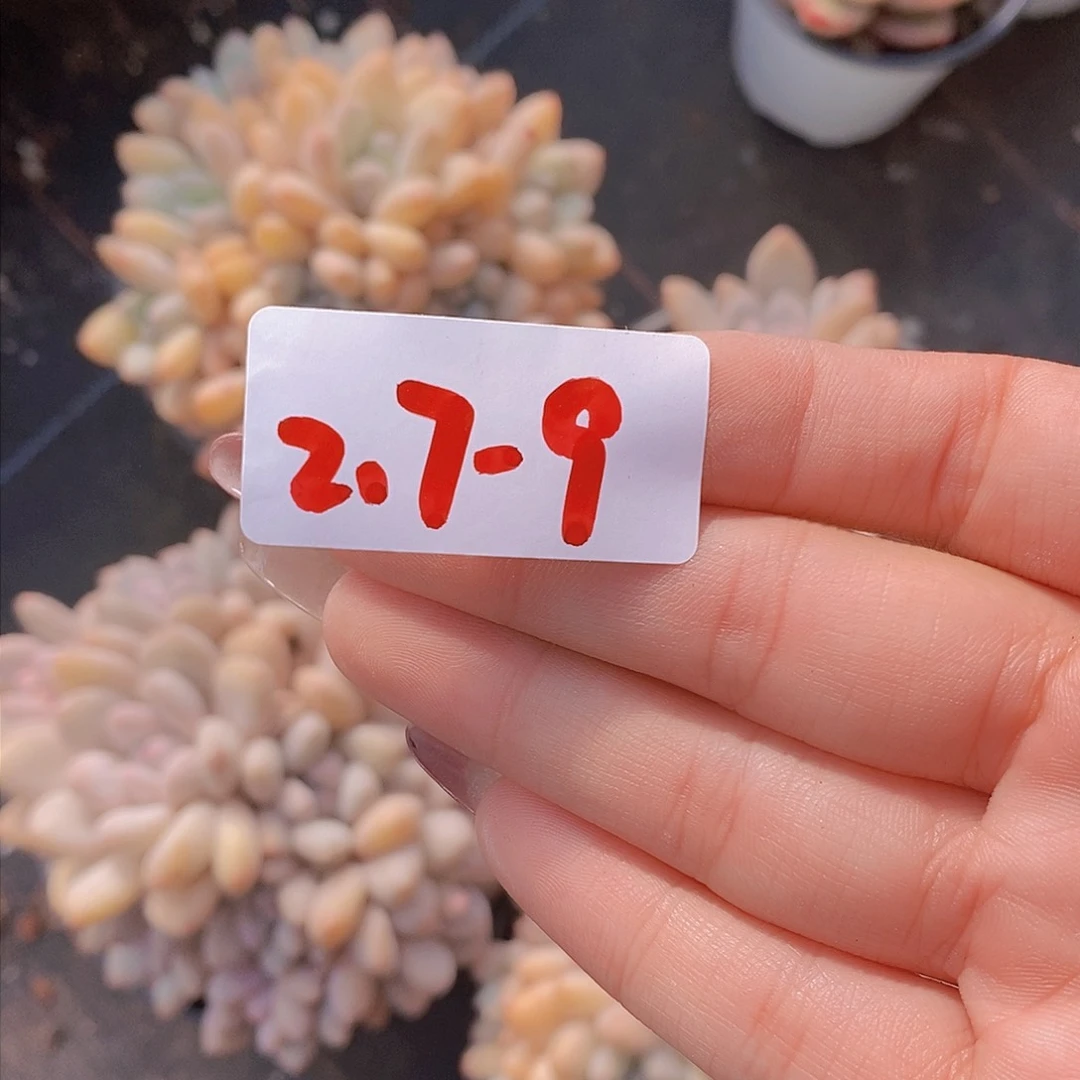 2.7-9-香水多头群福利一颗 量拍