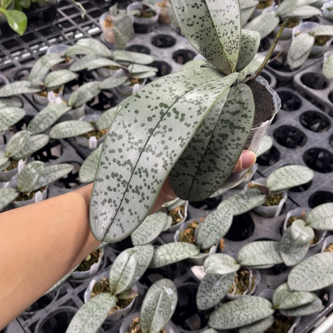 当前无花栽培后可以开花