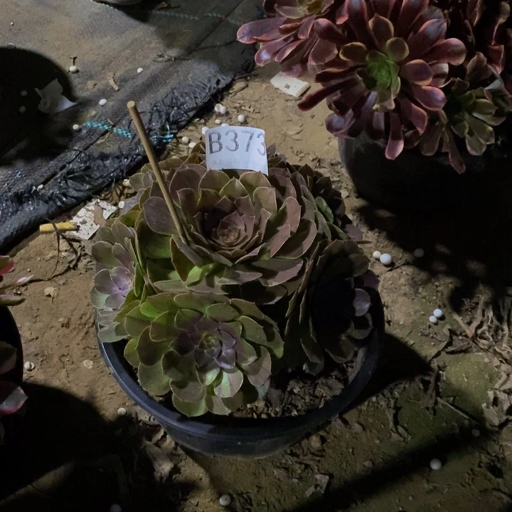花腋373。