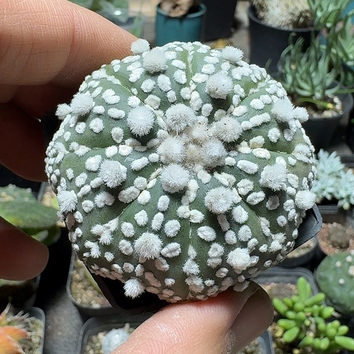 730超兜带盆发货实生