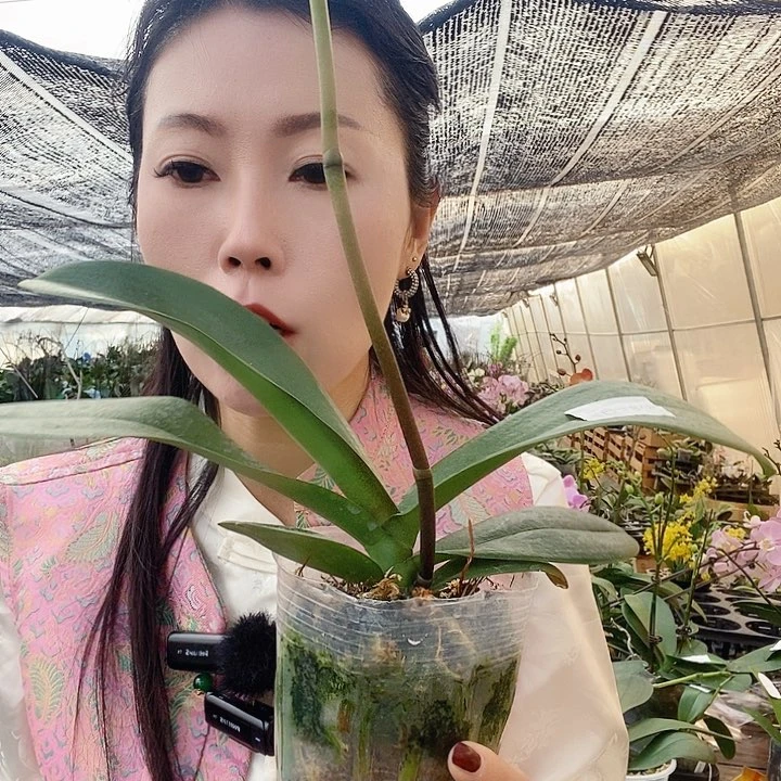 无花朵大白3.5蝴蝶兰