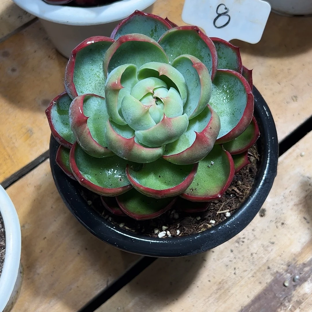 绵***拉惊鸿仙子一物一拍8号