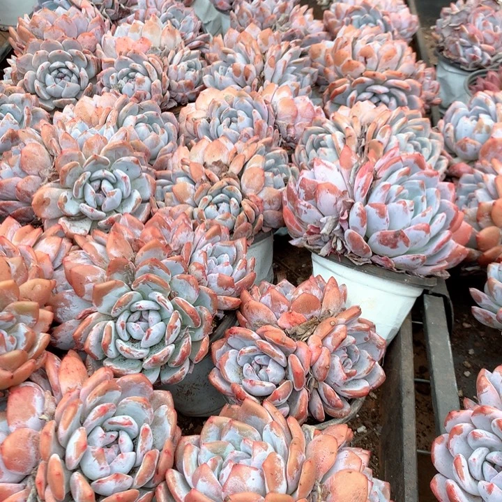 双头起橙梦露2颗两单包邮