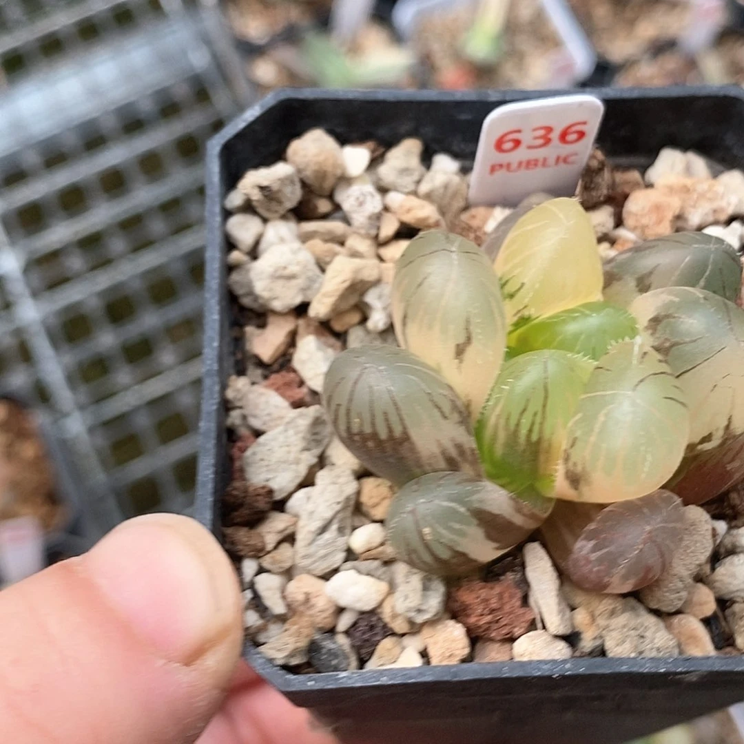 636号巨大赤线玉露锦一物一拍