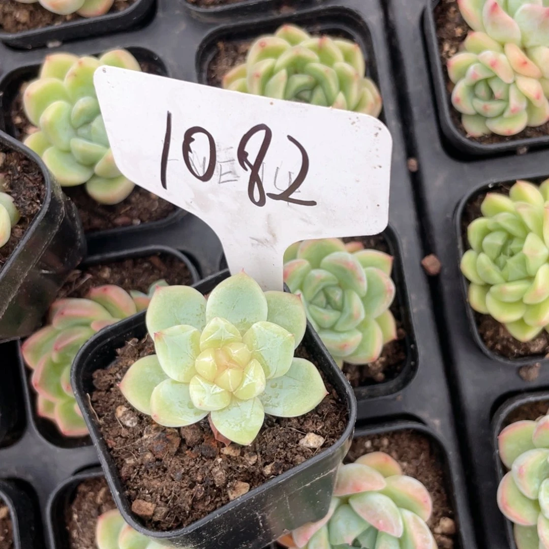 薇薇安园艺多肉1082