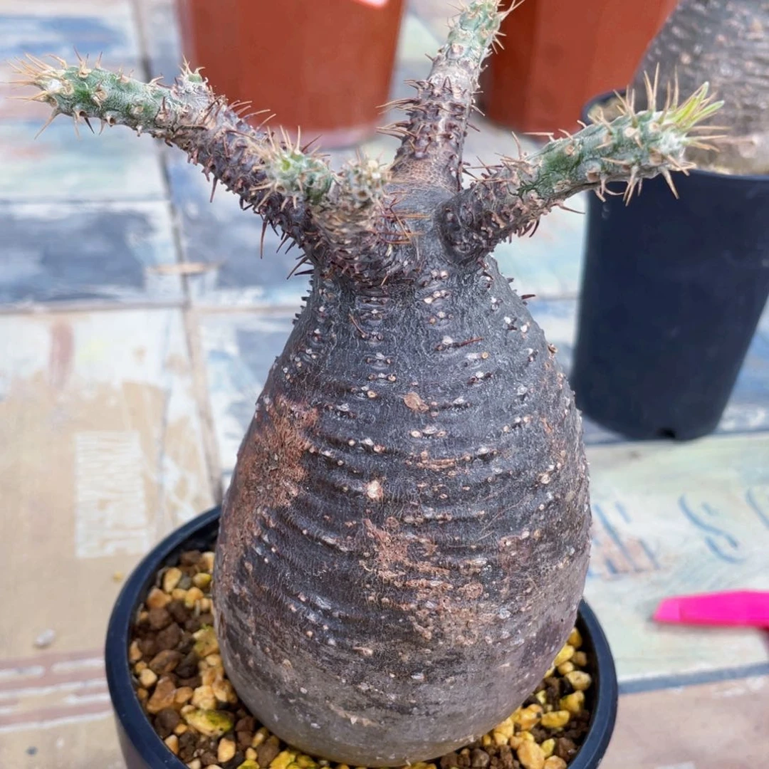 一物一拍，象牙宫定盆定养