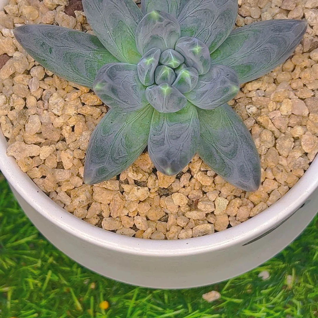 云清风淡  美人 寄养