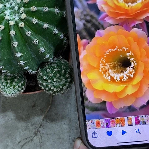 短毛7仙人球，wyiooop