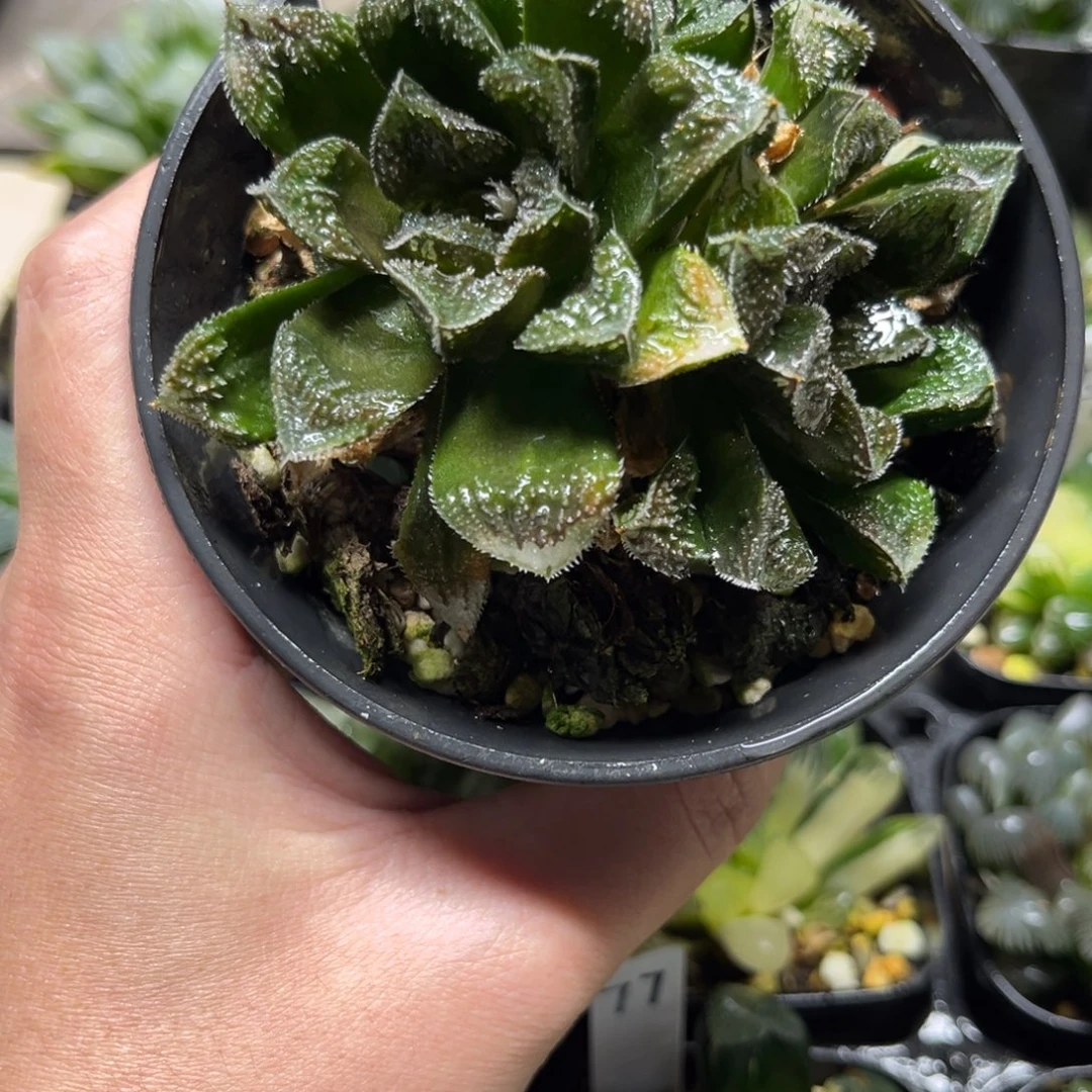 22群生实生寿一物一拍