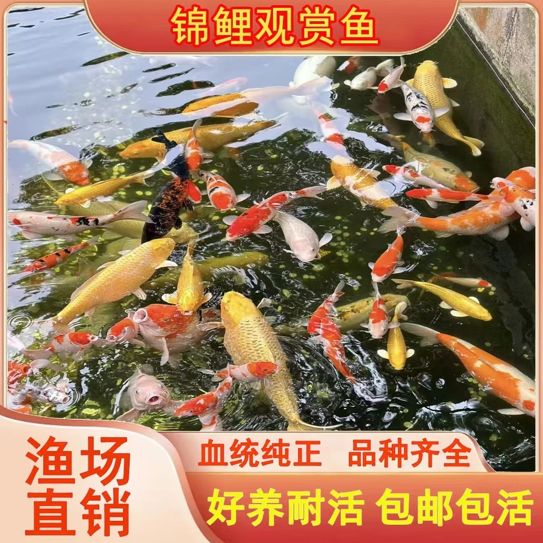 日系锦鲤鱼 9-11公分 11尾 温顺好养皮实 全国包邮包损