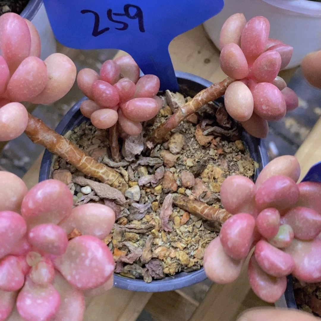开心多肉，一物一拍，首播专场，一单包邮