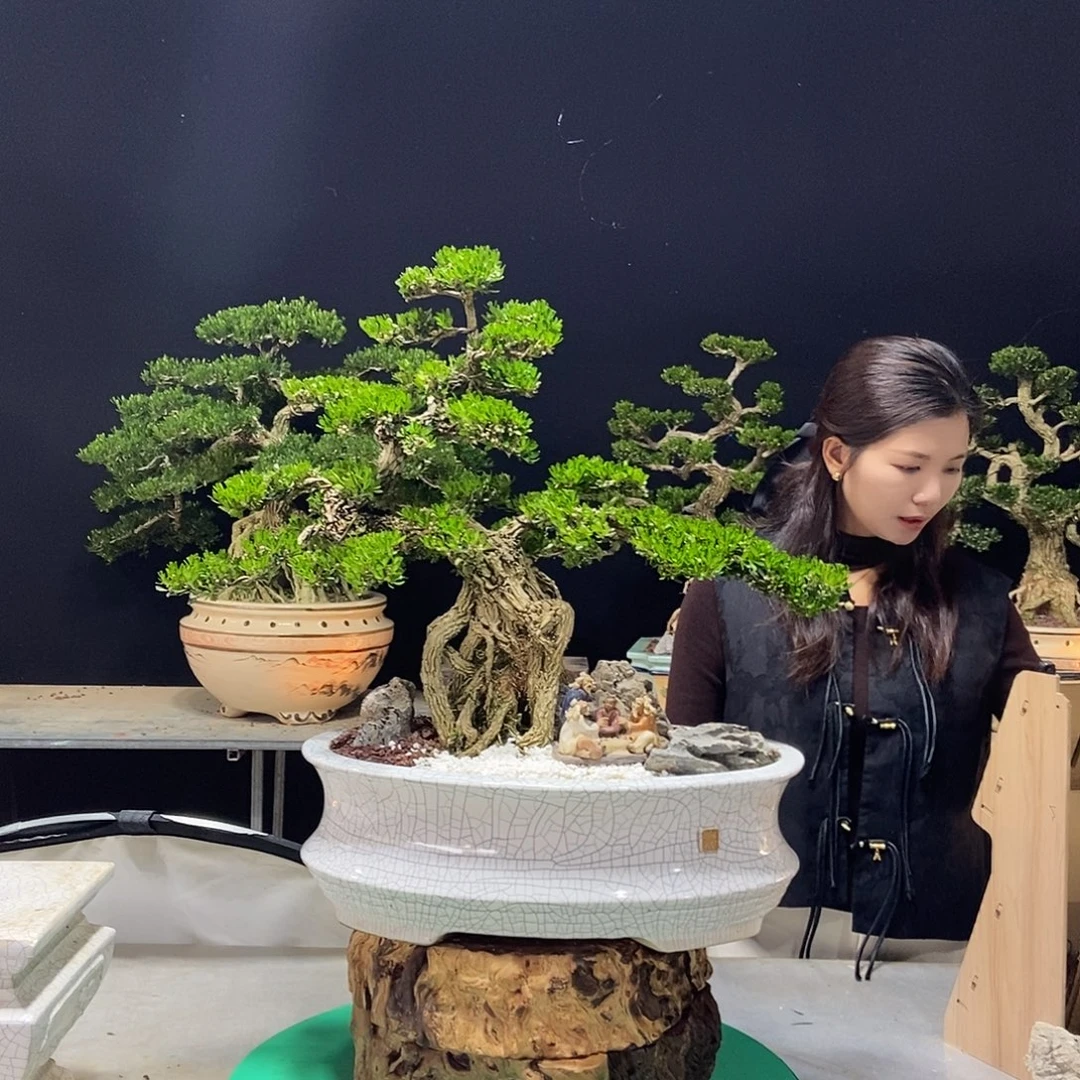 无花朵广东小叶黄杨