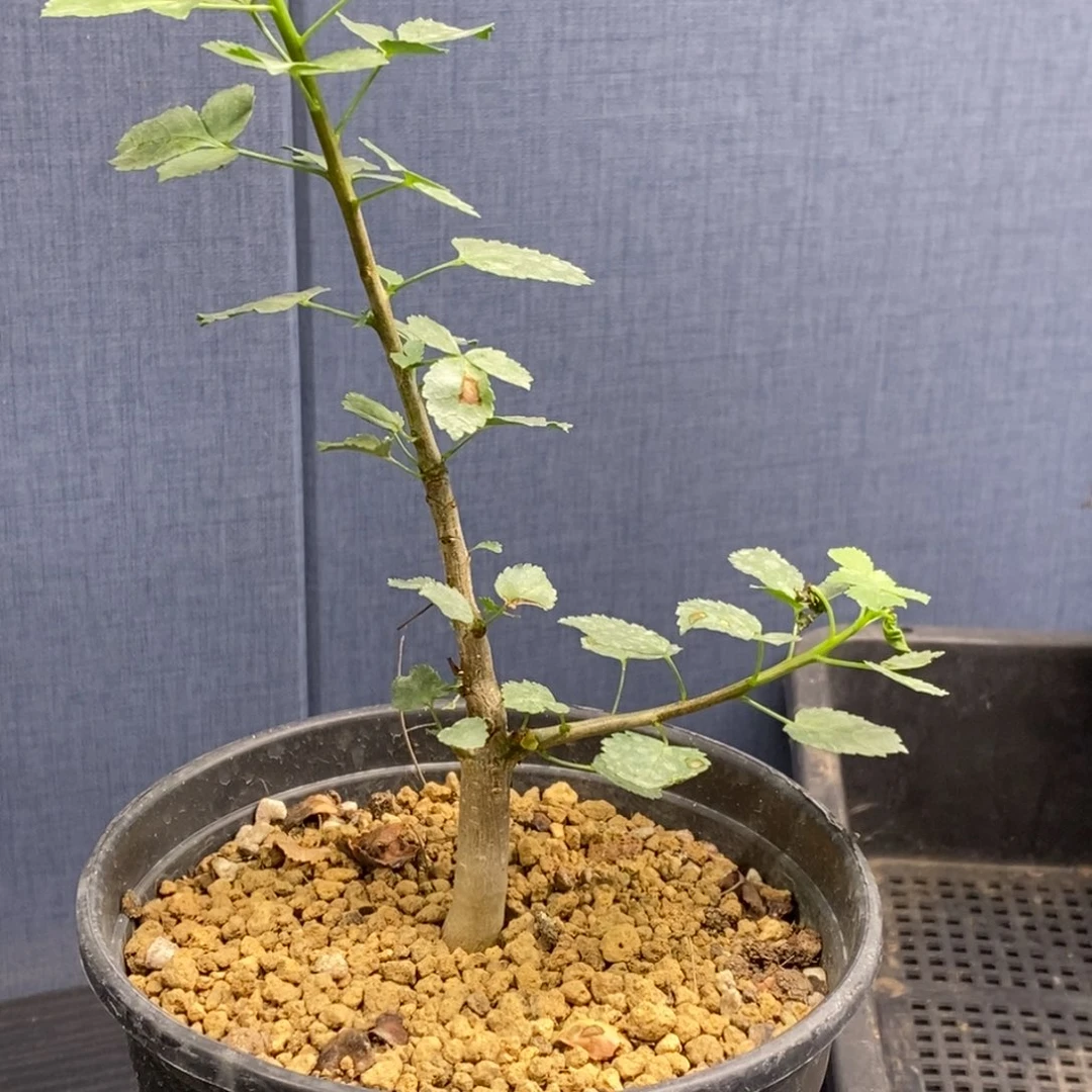 纳马没药十二骑士