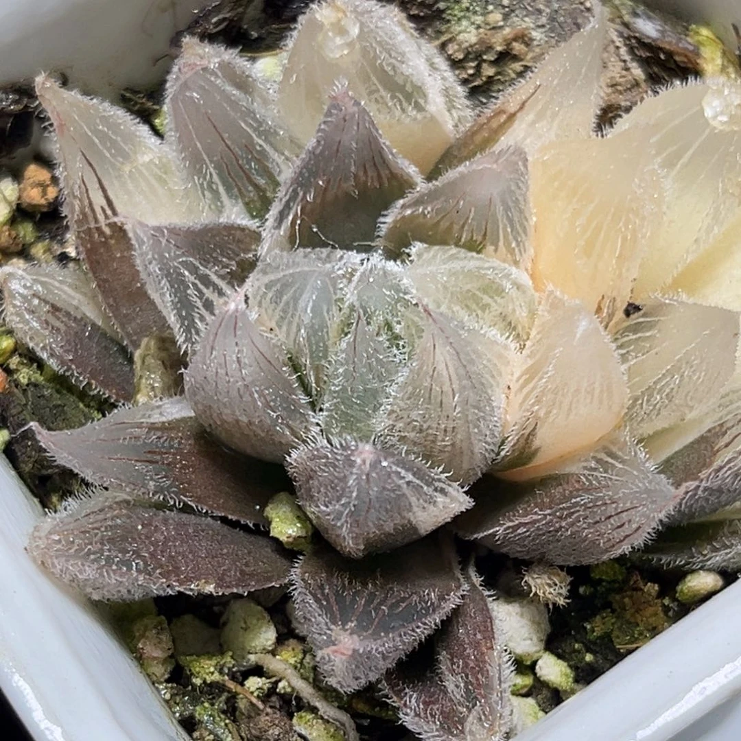 十二卷多肉1280毛玉露