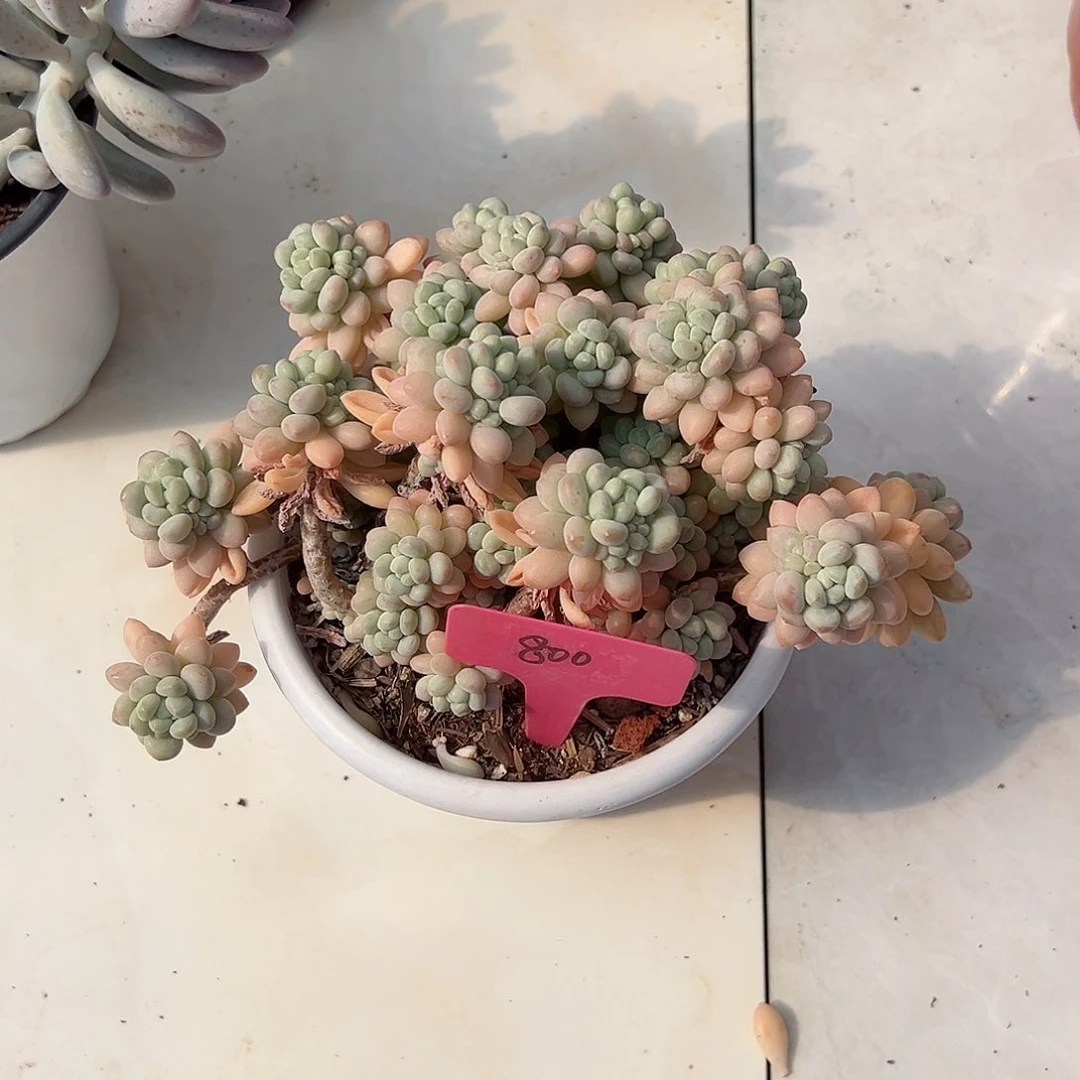 司*800洛可可多肉植物