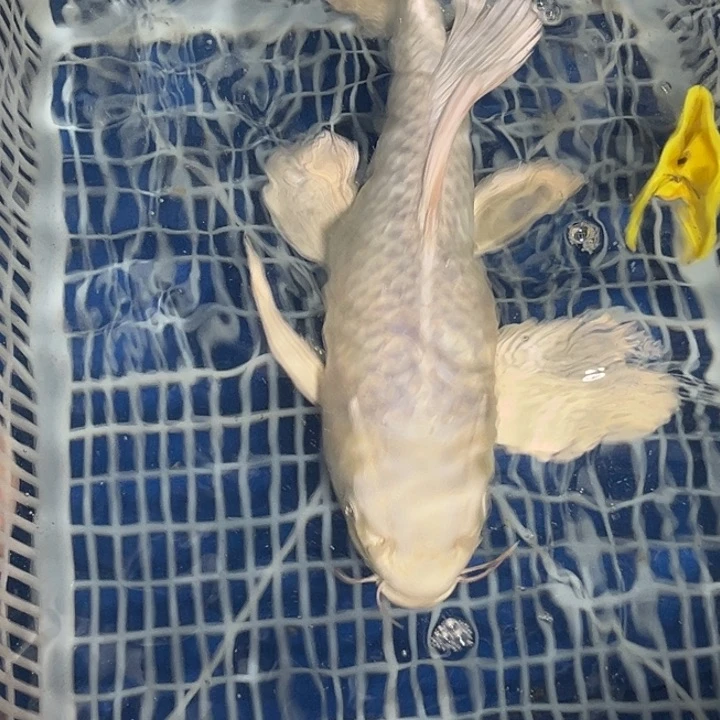 锦鲤淡水养殖基地69