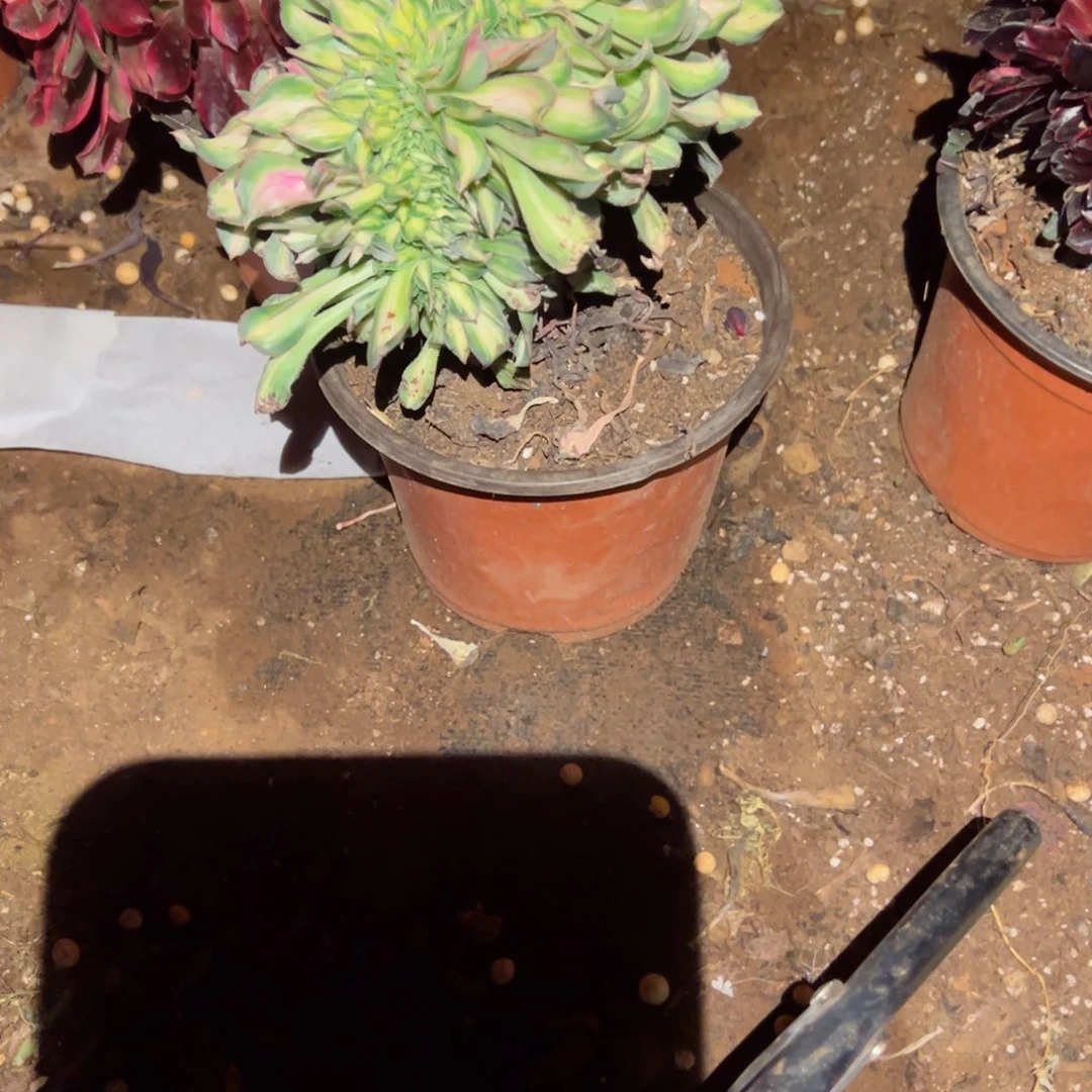 798 号多肉植物法师新年福利