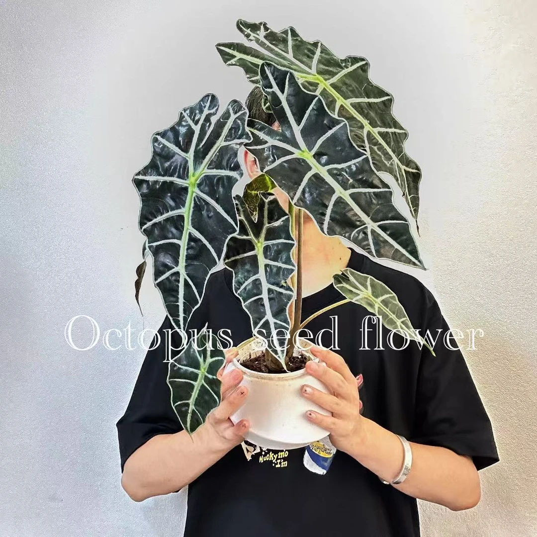 大仙女海芋 室内桌面摆放网红热植净化空气吸甲醛水培绿植盆栽