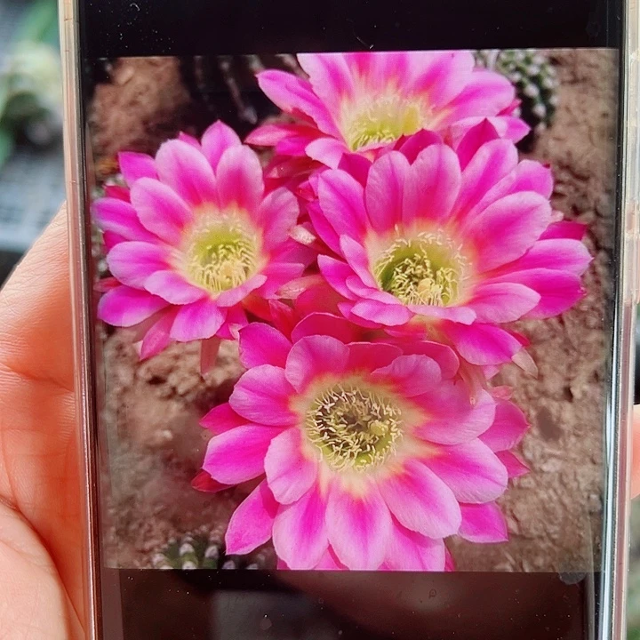 丽花调色板侧芽  20 包邮