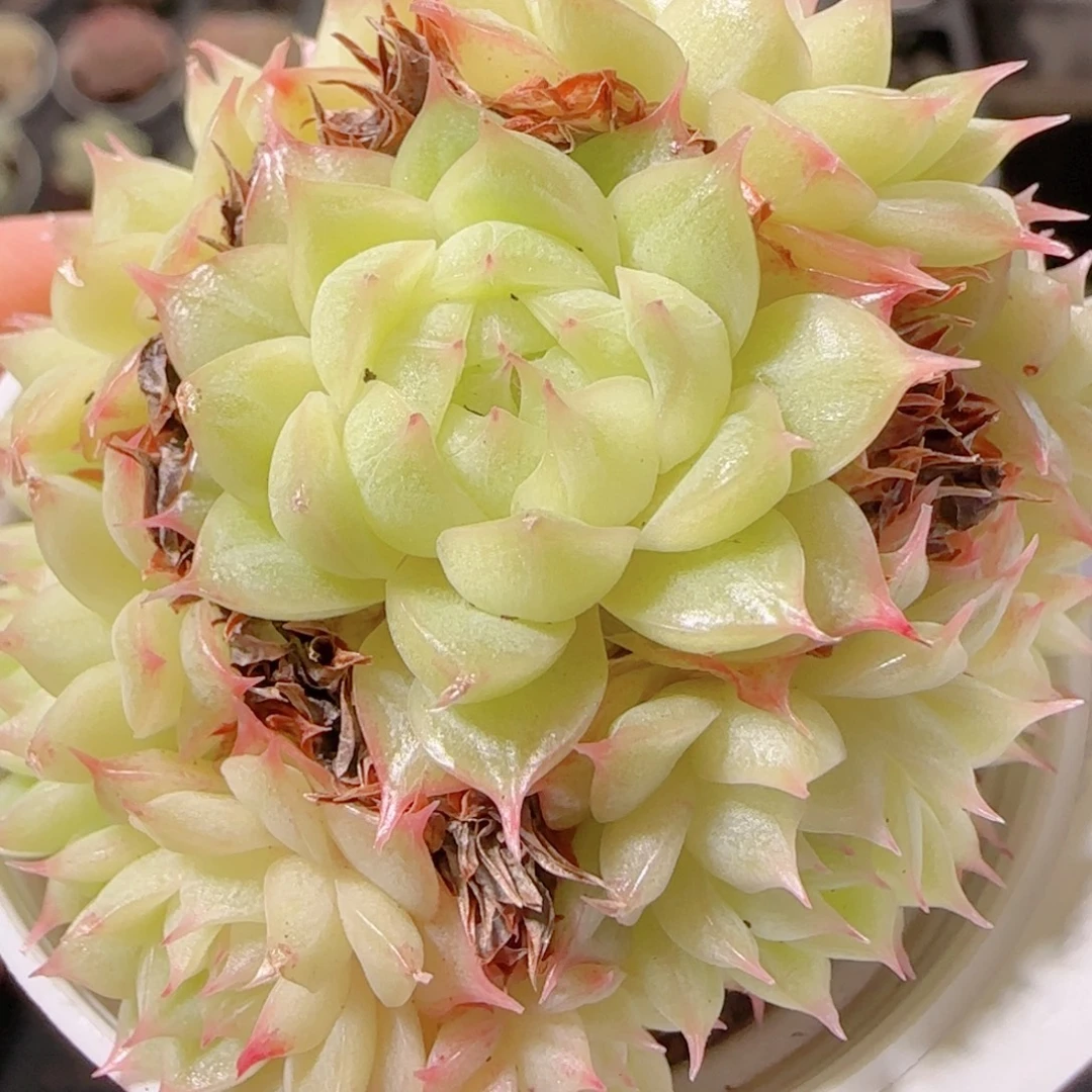 花语多肉1222-82海王散