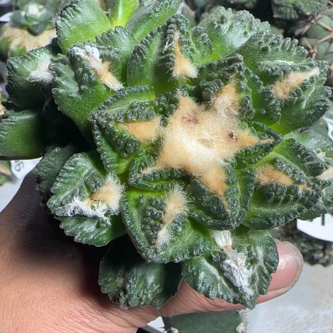 【闪购商品】双头大辛顿福利927