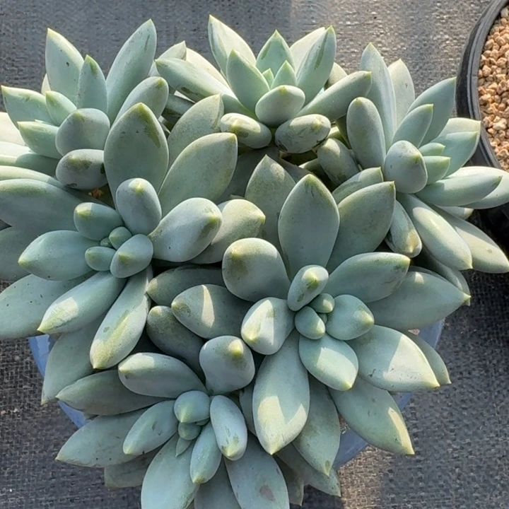 将***往多肉植物哥特萝莉