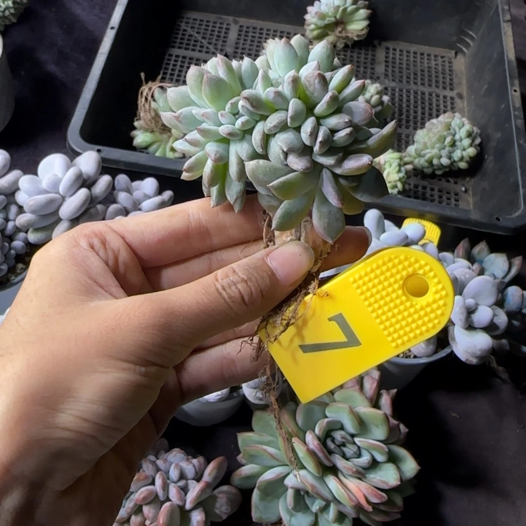 星影缀化一物一拍7