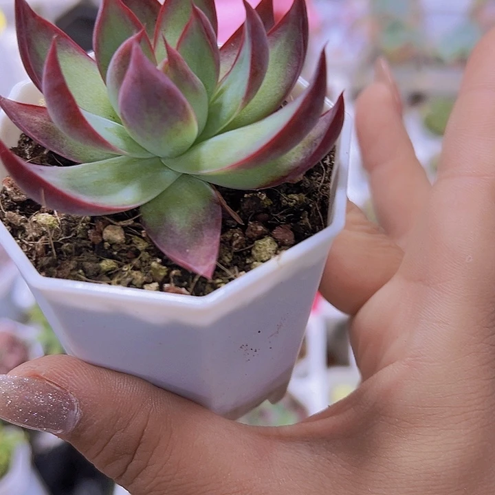 8角盆惊鸿19包邮多肉