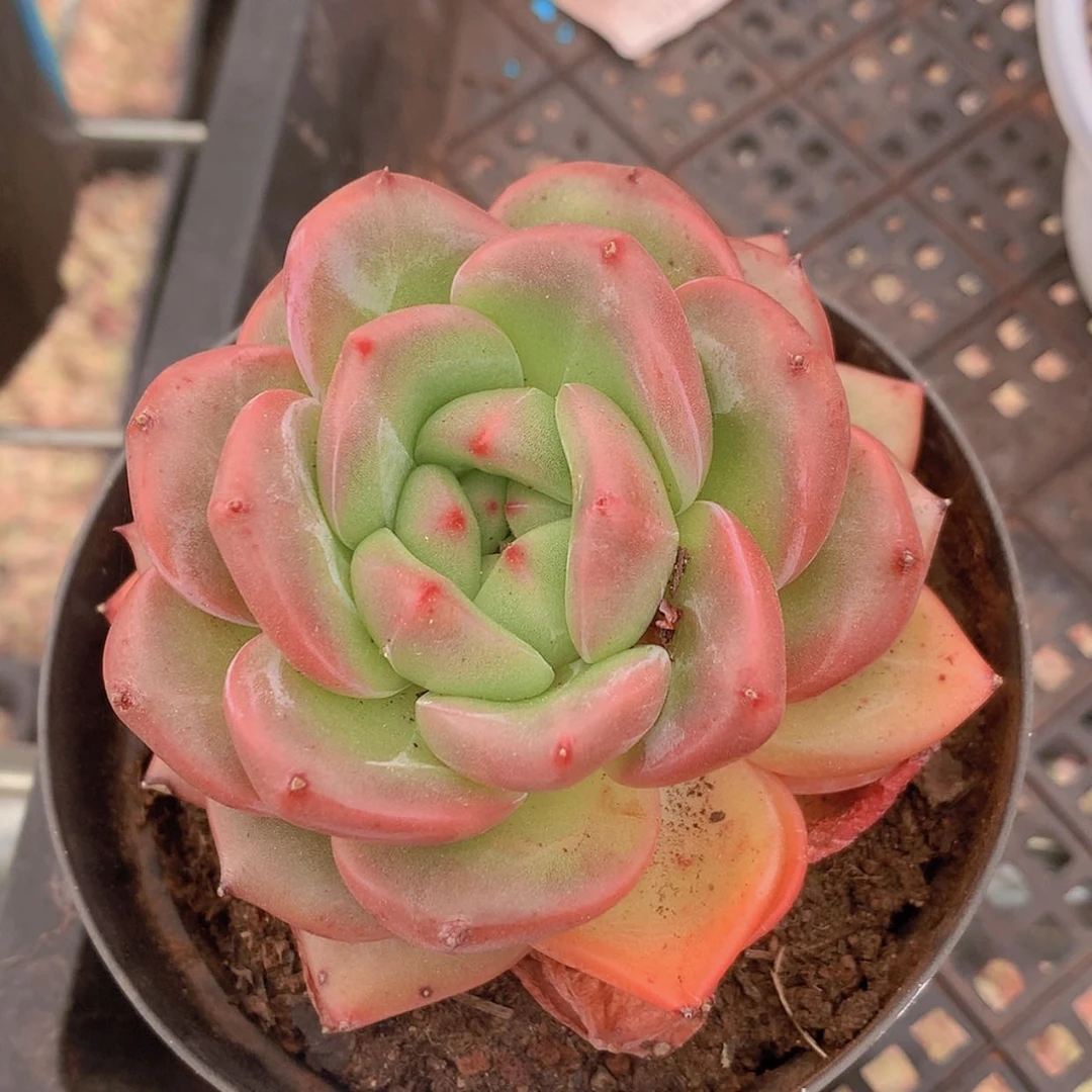 【闪购商品】云493号