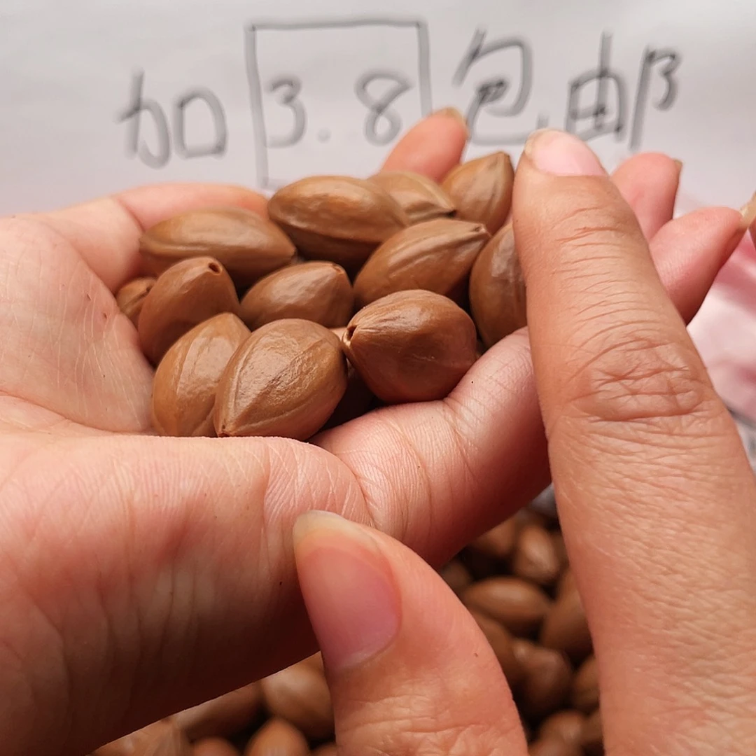 橄榄核手串/手链K****u橄榄