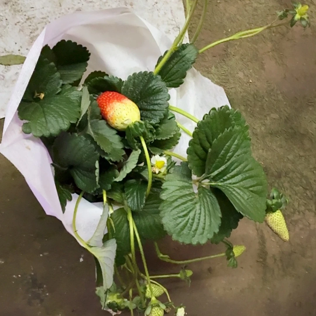 完全开放大颗草莓