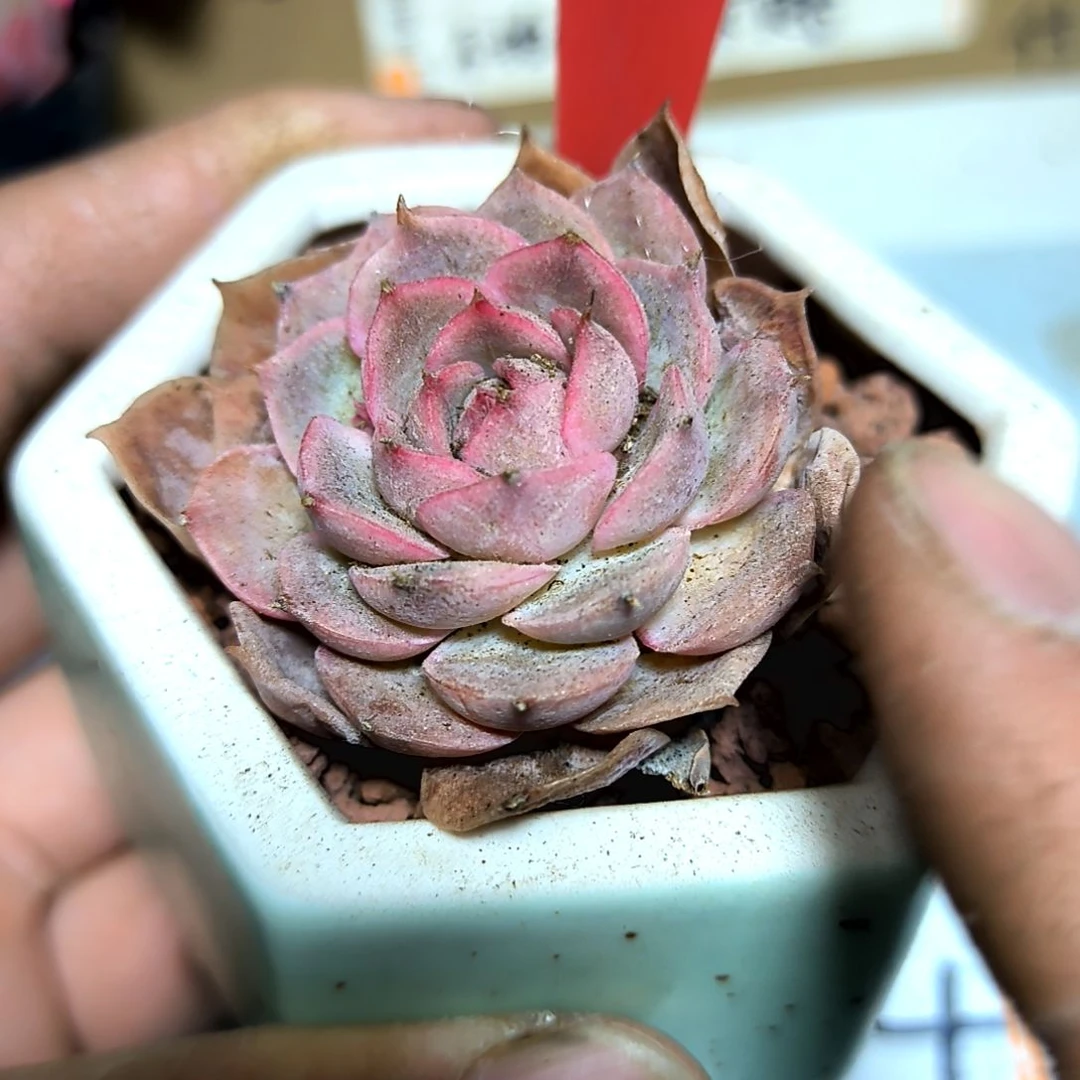 满6元包邮，昂斯洛三颗