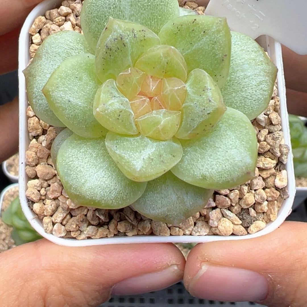 499号风花雪月系列新个体