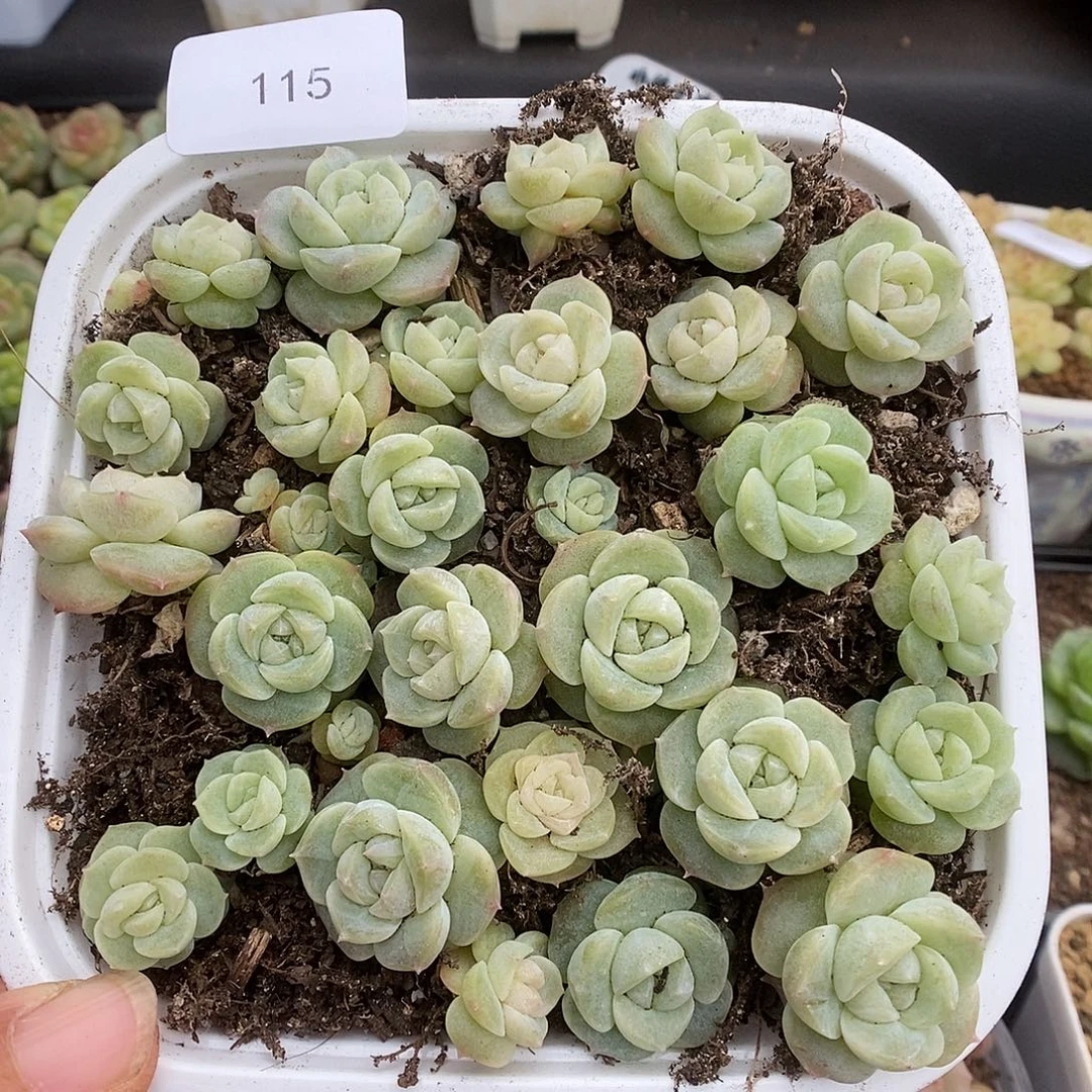 一物一拍一物一拍103-115