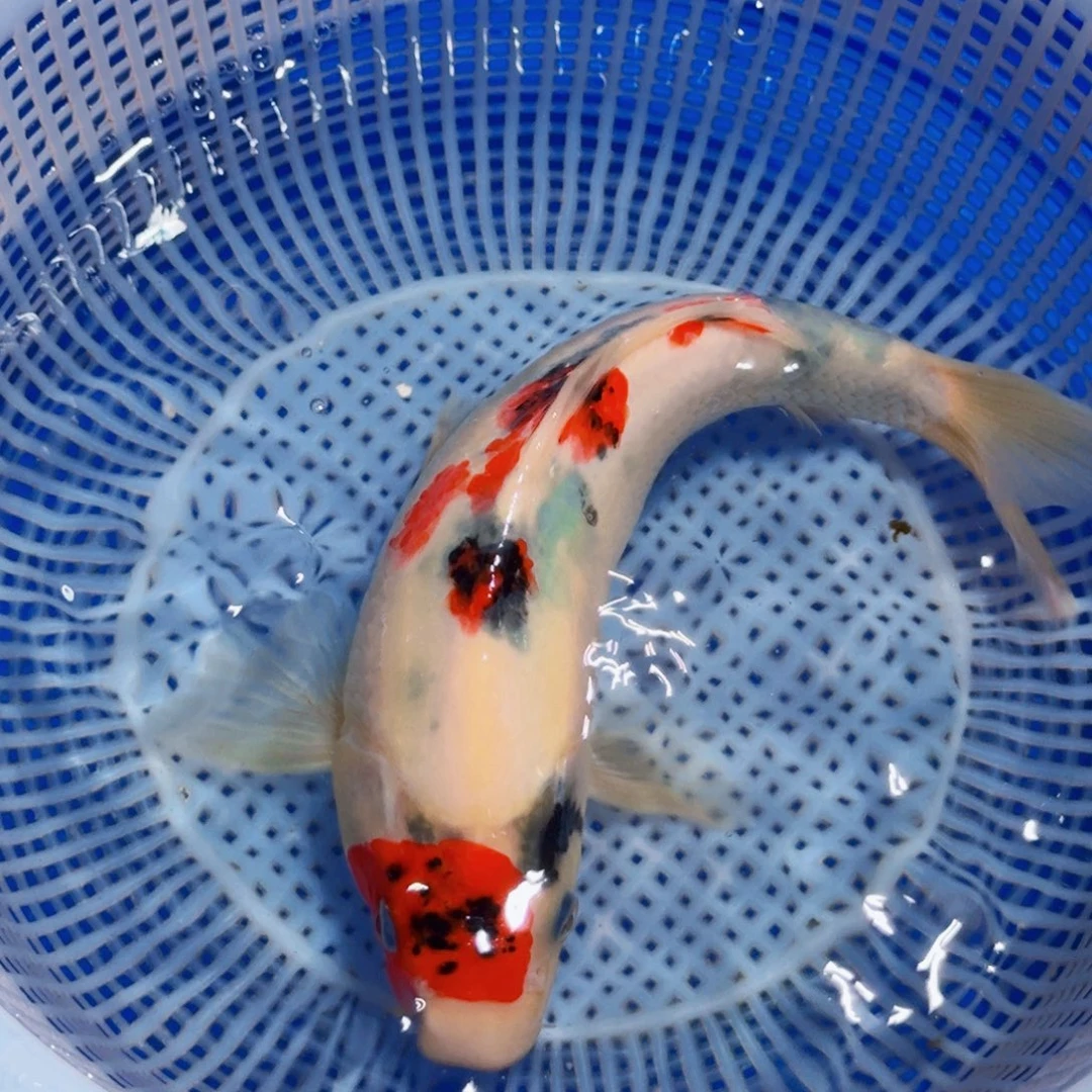锦鲤精品甄选血统锦鲤