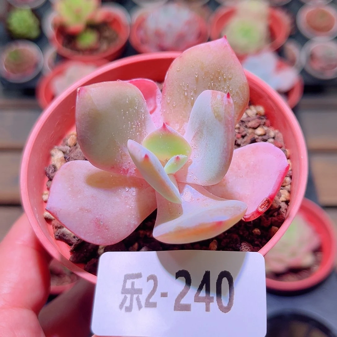 乐然2-240 白凤单头