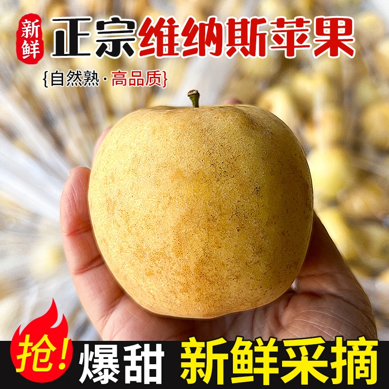 山东烟台维纳斯奶油富士苹果脆甜多汁产地现摘新鲜水果