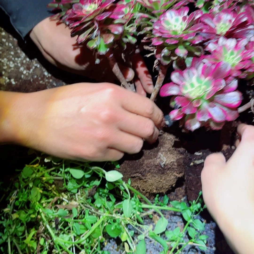 粉冠园艺维纳斯穴盘苗量拍