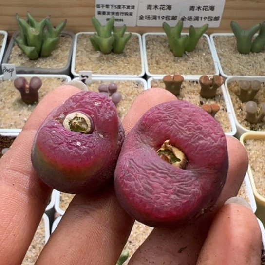 W****g超毛干疤特价两颗95。