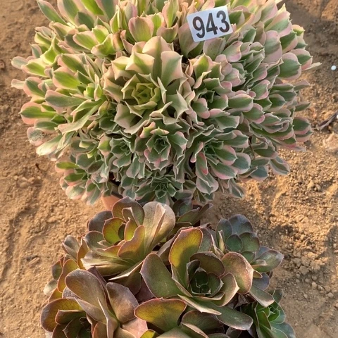 943白凤和魅金玫瑰两颗