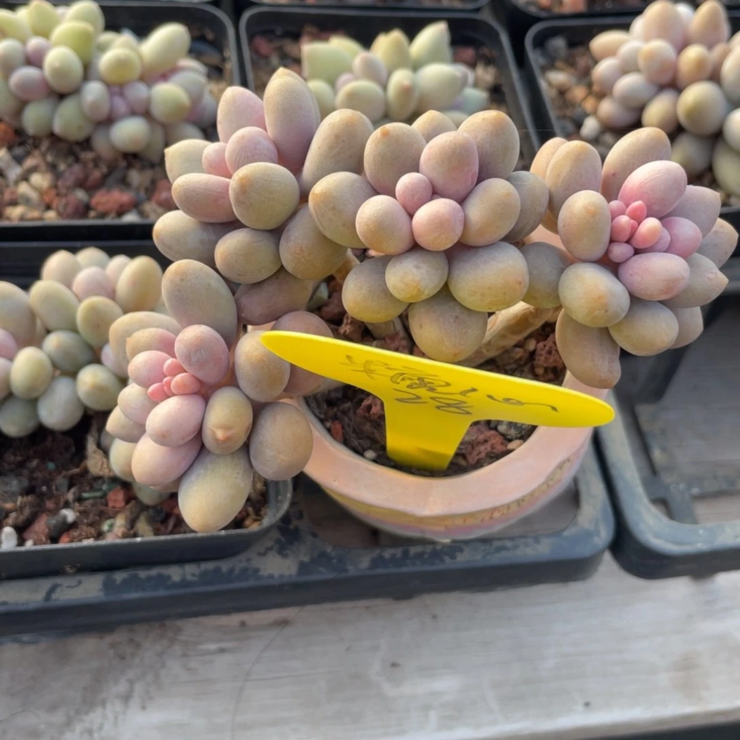 灼*桃花奶酪群生无砍28